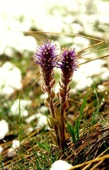 Veronica wyomingensis