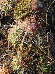 Melocactus curvispinus koolwijkianus