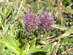 Veronica wyomingensis