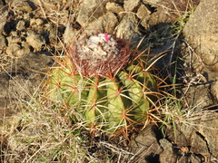 Melocactus curvispinus koolwijkianus