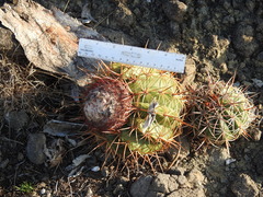 Melocactus curvispinus koolwijkianus