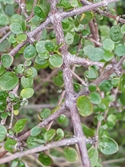 Coprosma wallii