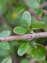 Coprosma wallii