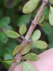 Coprosma wallii