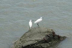 Egretta garzetta