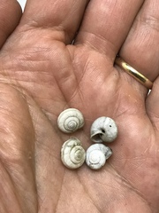 Praticolella griseola