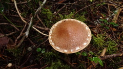 Cortinarius laniger