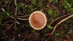 Cortinarius laniger