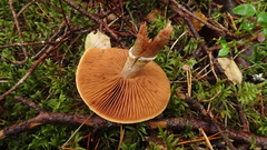 Cortinarius laniger