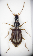 Oxypselaphus obscurus