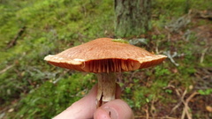 Cortinarius laniger