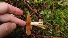 Cortinarius laniger