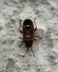 Aspilocoryphus mendicus