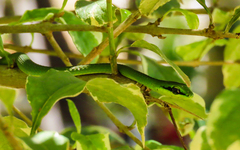 Hapsidophrys smaragdinus image
