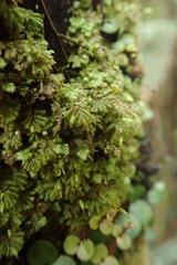 Catharomnion ciliatum