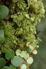 Catharomnion ciliatum