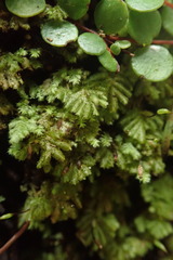 Catharomnion ciliatum