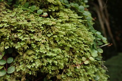 Catharomnion ciliatum