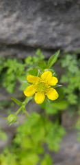 Geum urbanum