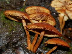 Gymnopilus ferruginosus