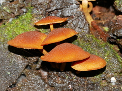 Gymnopilus ferruginosus