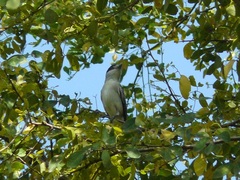 Pachyramphus rufus