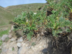 Astragalus denudatus