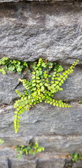 Asplenium trichomanes