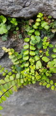 Asplenium trichomanes