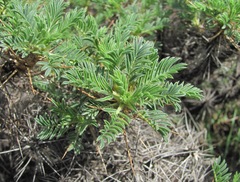 Astragalus denudatus