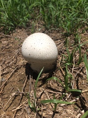 Calvatia lilacina