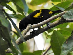 Icterus melanopsis