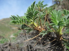 Astragalus denudatus