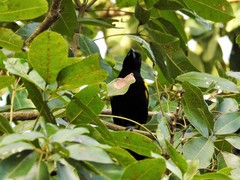 Icterus melanopsis