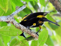 Icterus melanopsis