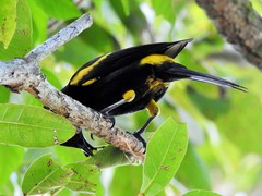 Icterus melanopsis