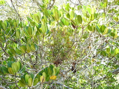 Lysiana maritima