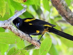 Icterus melanopsis