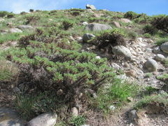 Astragalus denudatus