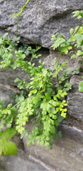 Asplenium ruta-muraria