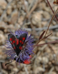 Zygaena corsica