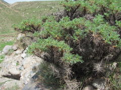 Astragalus denudatus