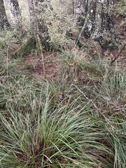 Carex virgata