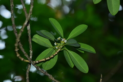 Alyxia monticola