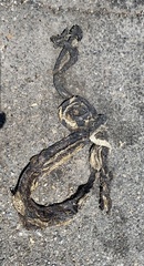Pantherophis alleghaniensis