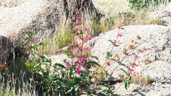 Penstemon clevelandii clevelandii