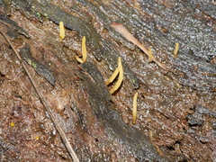Calocera sinensis