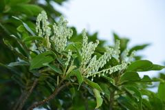 Elaeocarpus angustifolius