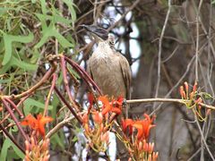 Philemon argenticeps