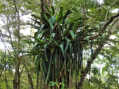 Aechmea bracteata